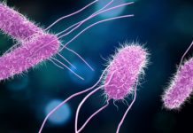 Research: Gut bacteria byproduct protects against Salmonella, study finds —