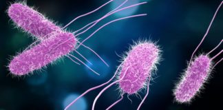 Research: Gut bacteria byproduct protects against Salmonella, study finds —