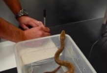 Research: Animals can use muscle as an internal water source —