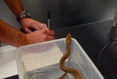 Research: Animals can use muscle as an internal water source —