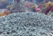 Research: In new research, scientists say cuts in global CO2 emissions are essential to limit further damage to coral reefs and kelp forests —