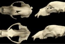 Research: Extinct vegetarian cave bear diet mystery unravelled —