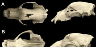 Research: Extinct vegetarian cave bear diet mystery unravelled —