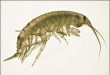 Research: Can pollution alter wildlife behavior? —