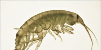 Research: Can pollution alter wildlife behavior? —