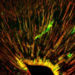 Study: Leopard geckos can make new brain cells — (Details)