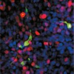 Study: Cell conversion factors predicted — (Details)