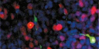 Study: Cell conversion factors predicted — (Details)