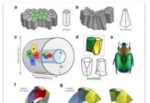 Research: New geometric shape used by nature to pack cells efficiently —