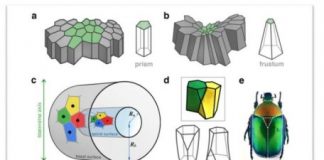 Research: New geometric shape used by nature to pack cells efficiently —