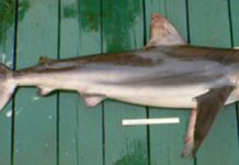 Research: Previous methods underestimate shark ages —