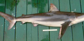 Research: Previous methods underestimate shark ages —