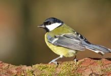 Research: Great tit birds have as much impulse control as chimpanzees —