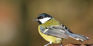 Research: Great tit birds have as much impulse control as chimpanzees —