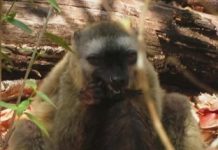 Research: Researchers observe that red-fronted lemurs may chew on millipedes to rid themselves of intestinal parasites —