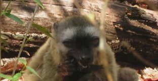 Research: Researchers observe that red-fronted lemurs may chew on millipedes to rid themselves of intestinal parasites —