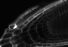 Research: Scientists uncover communication at the root tip —