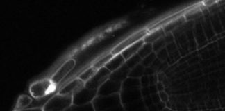 Research: Scientists uncover communication at the root tip —