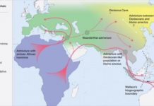 Research: Homo sapiens developed a new ecological niche that separated it from other hominins —