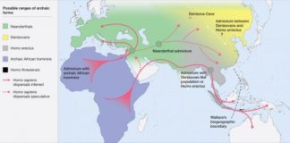 Research: Homo sapiens developed a new ecological niche that separated it from other hominins —