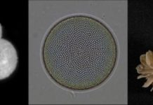 Research: How the Southern Ocean may explain Holocene warming —