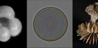 Research: How the Southern Ocean may explain Holocene warming —