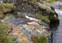 Research: Do bacteria ever go extinct? New research says yes, bigtime —