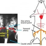 Study: A reliable, easy-to-use mouse model for investigating bone metastasis — (Details)