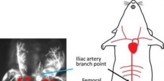 Study: A reliable, easy-to-use mouse model for investigating bone metastasis — (Details)