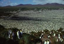 Research: Largest king penguin colony has shrunk nearly 90% —