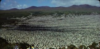 Research: Largest king penguin colony has shrunk nearly 90% —
