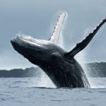 Study: Singing whales use echolocation for reproductive purposes — (Details)