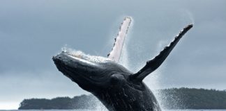 Study: Singing whales use echolocation for reproductive purposes — (Details)