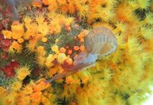 Research: Predatory sea corals team up to feed on stinging jellyfish —