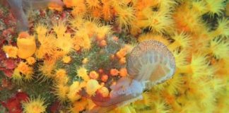 Research: Predatory sea corals team up to feed on stinging jellyfish —
