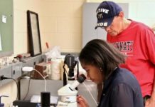 Research: Platinum is key in ancient volcanic related climate change —