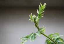 Research: Scientists studying niche construction —