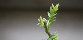 Research: Scientists studying niche construction —