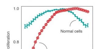 Study: The weakness of cancer cells — (Details)