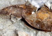 Research: 160-year-old mystery about the origin of skeletons solved —