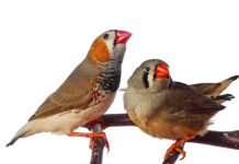 Research: Creating a (synthetic) song from a zebra finch’s muscle —