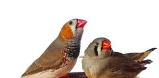 Research: Creating a (synthetic) song from a zebra finch’s muscle —
