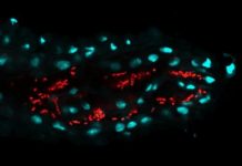 Research: Fruit flies farm their own probiotics —