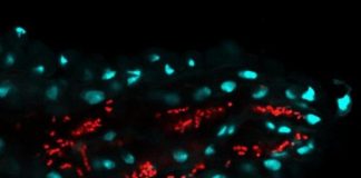 Research: Fruit flies farm their own probiotics —