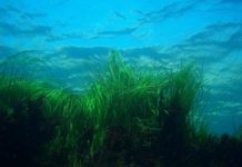 Research: Can seagrass help fight ocean acidification? Of course, the only way to truly fight ocean acidification reducing emissions —