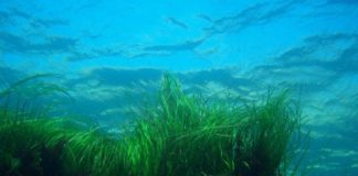 Research: Can seagrass help fight ocean acidification? Of course, the only way to truly fight ocean acidification reducing emissions —
