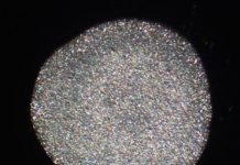 Research: Animal taxonomy: Outwardly identical, yet distinct