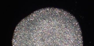 Research: Animal taxonomy: Outwardly identical, yet distinct