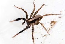 Research: Do spiders have a favorite color? Wolf spiders see more than we thought —