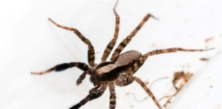 Research: Do spiders have a favorite color? Wolf spiders see more than we thought —
